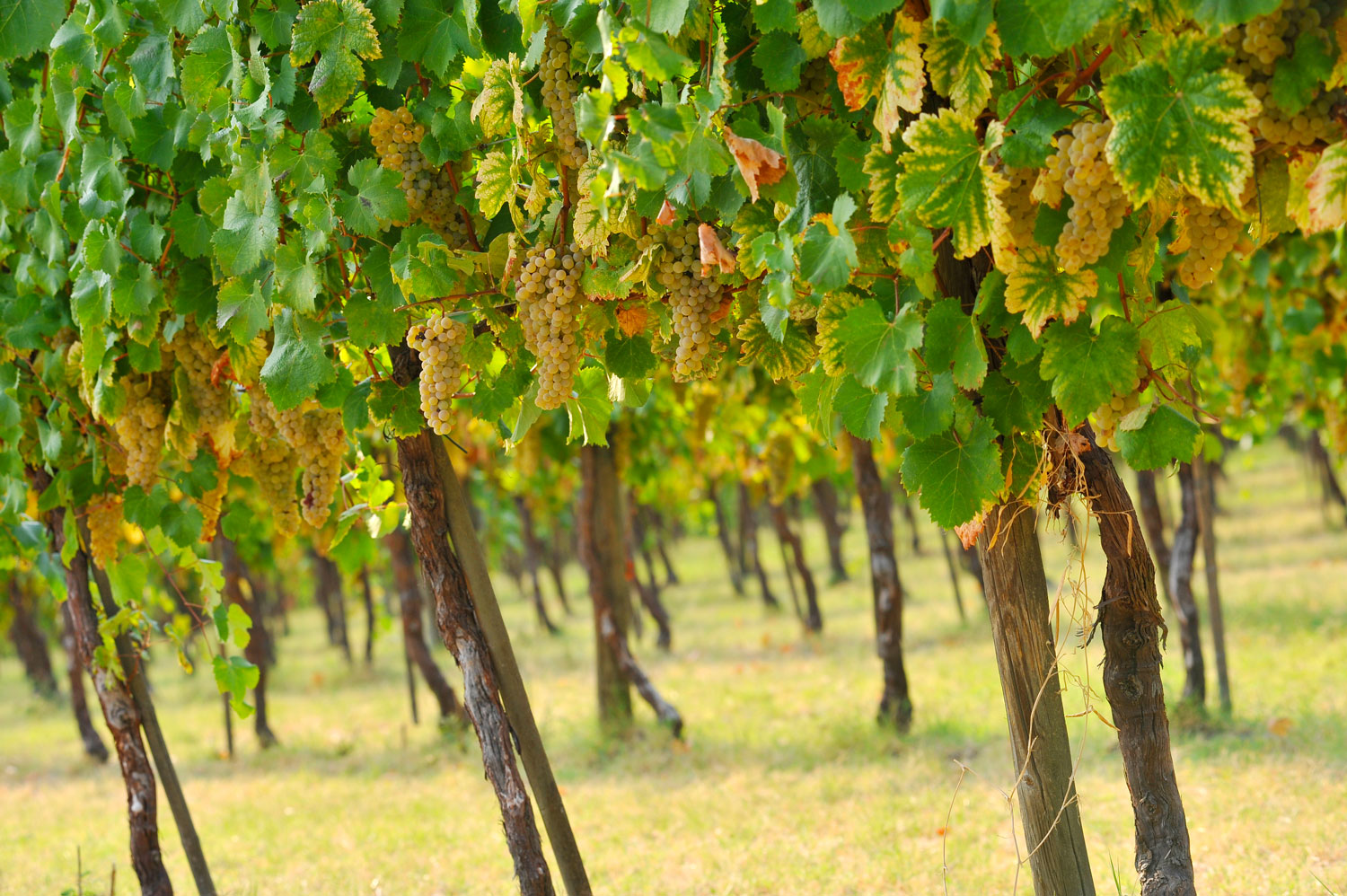 Sui passi ravennati di Dante | Consorzio Vini di Romagna